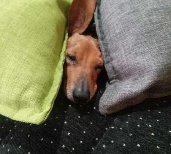 Winston