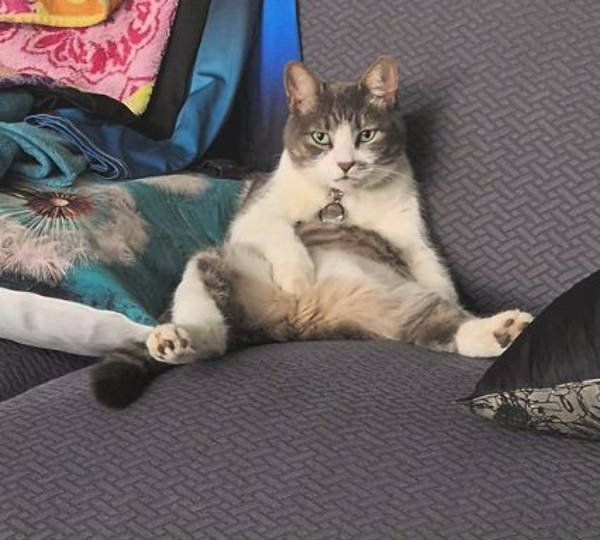 Gizmo
