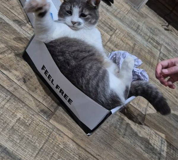 Gizmo