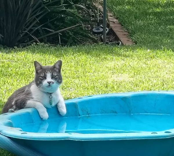 Gizmo