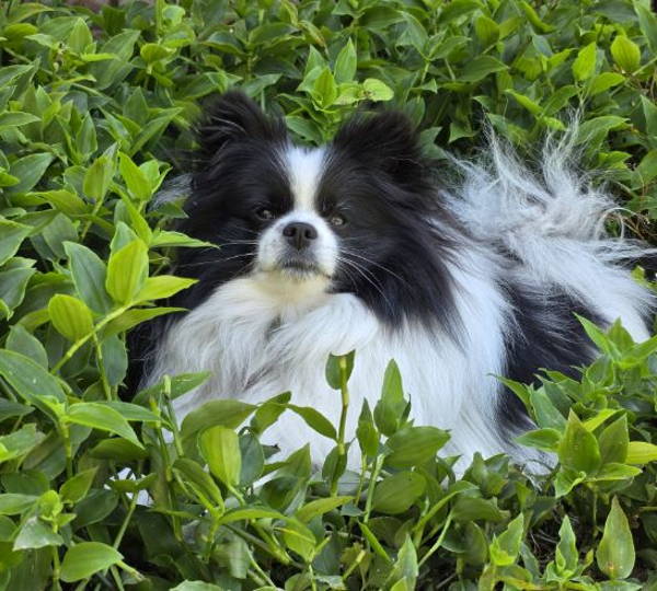 Oreo