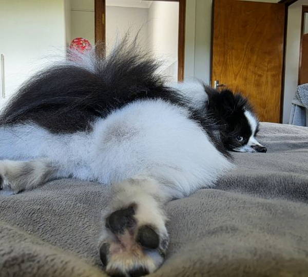 Oreo