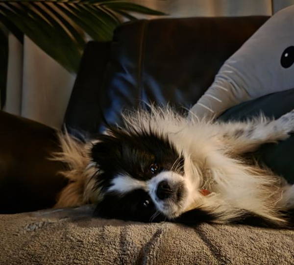Oreo