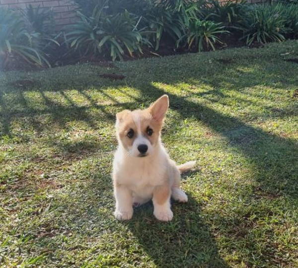 Gus