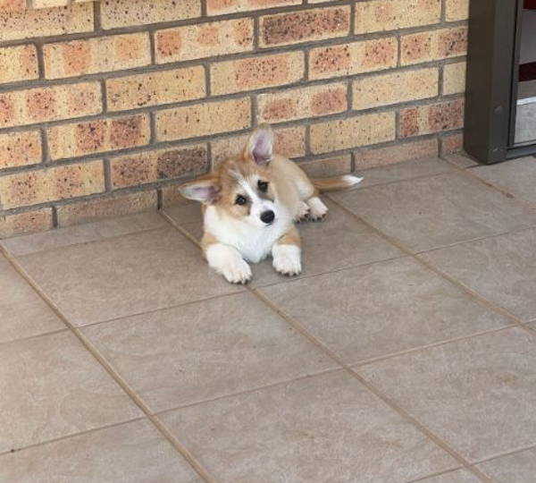 Gus