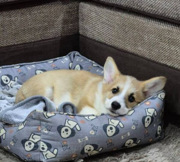 Gus