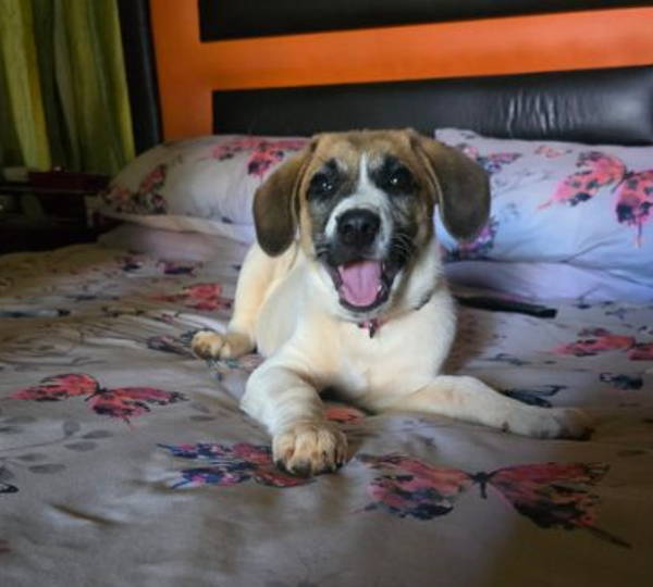 Harley