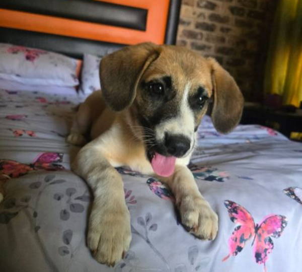 Harley