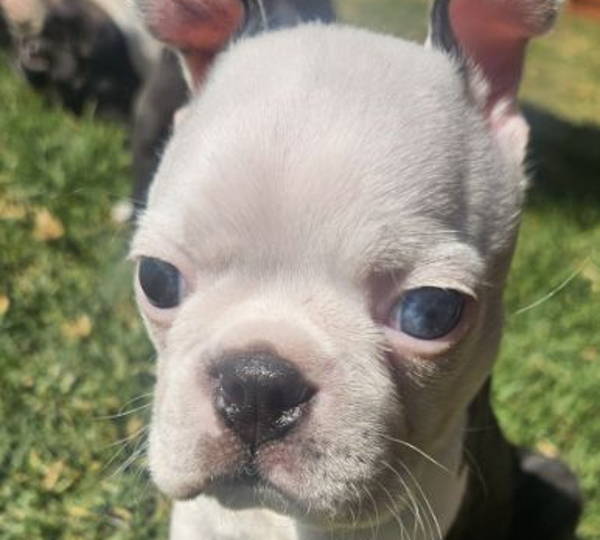 Oliver