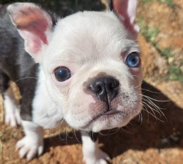 Oliver