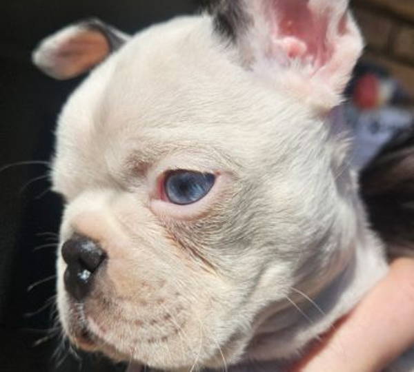 Oliver