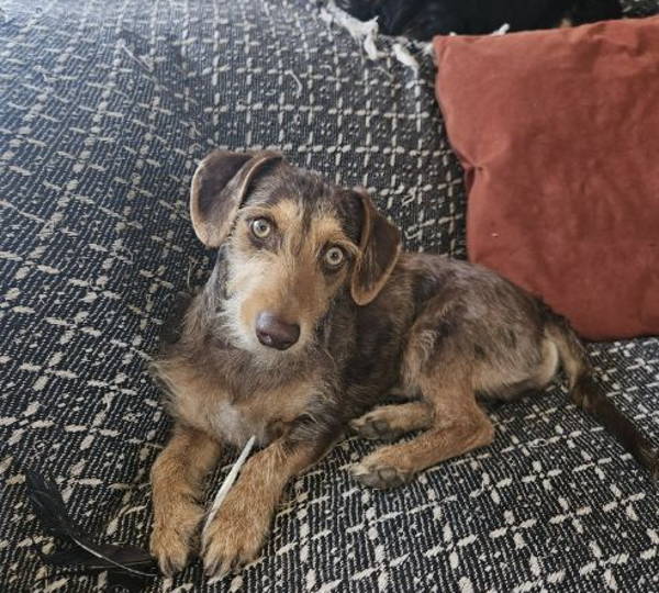 Coco