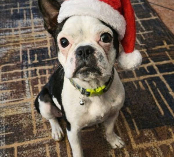 Archie