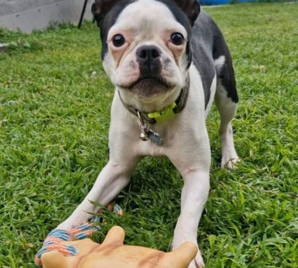Archie