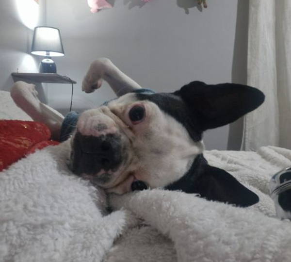 Archie