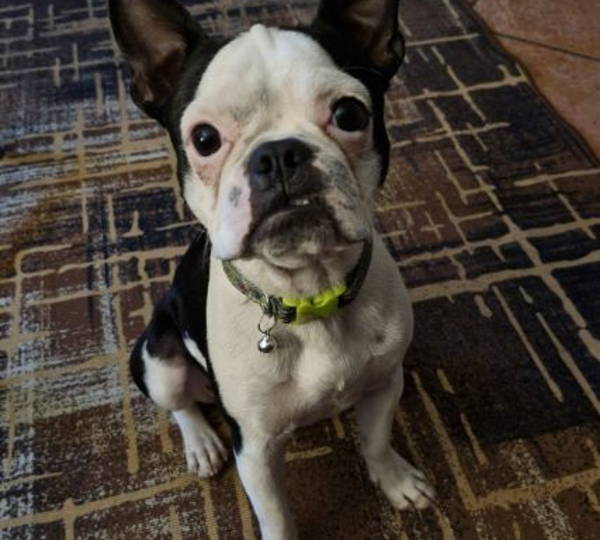 Archie