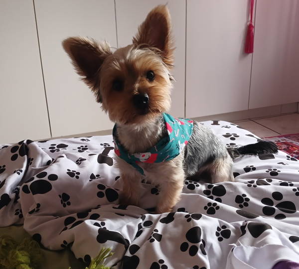 Pebbles