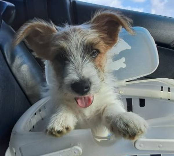 Charlie Bear