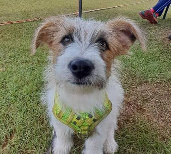 Charlie Bear