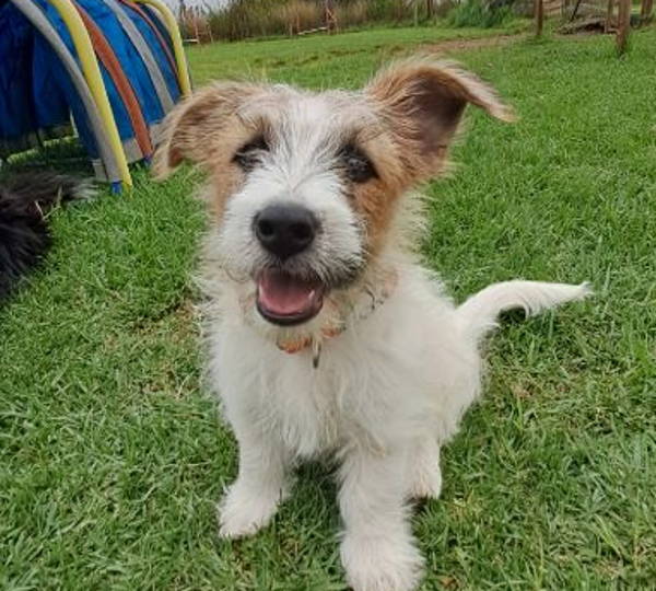 Charlie Bear