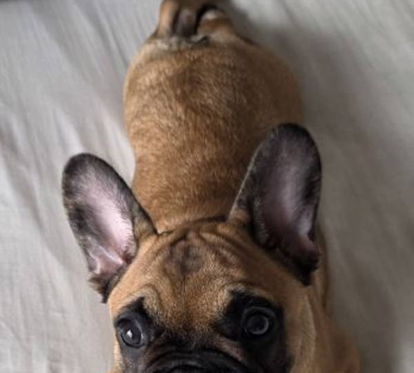 Daisy-Rú