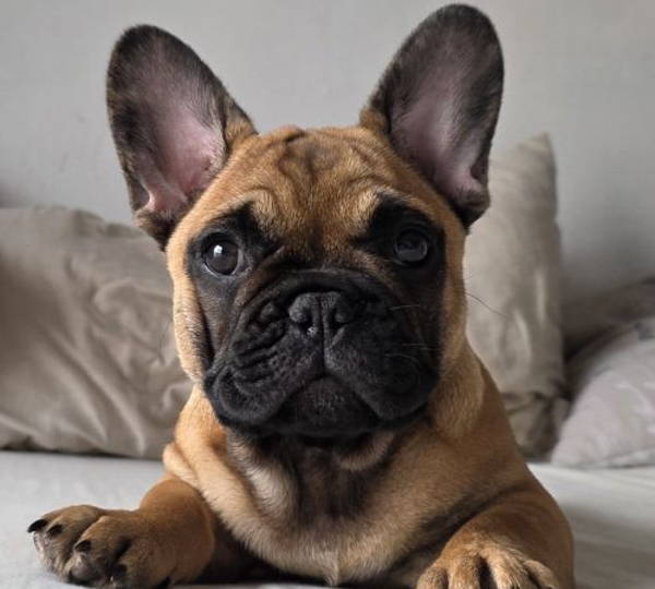 Daisy-Rú
