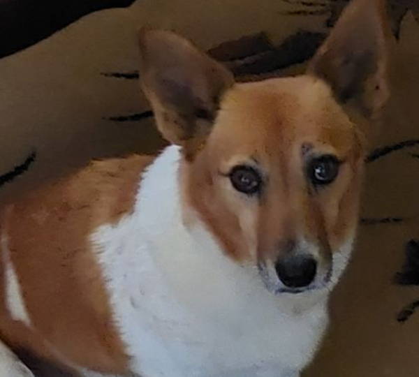 Wollie