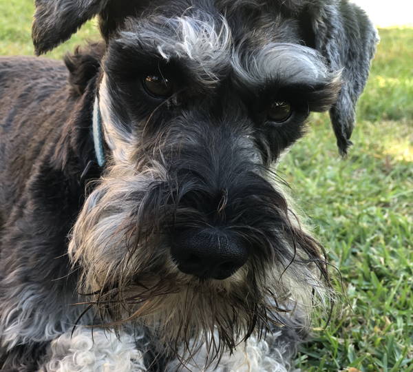 Trompie