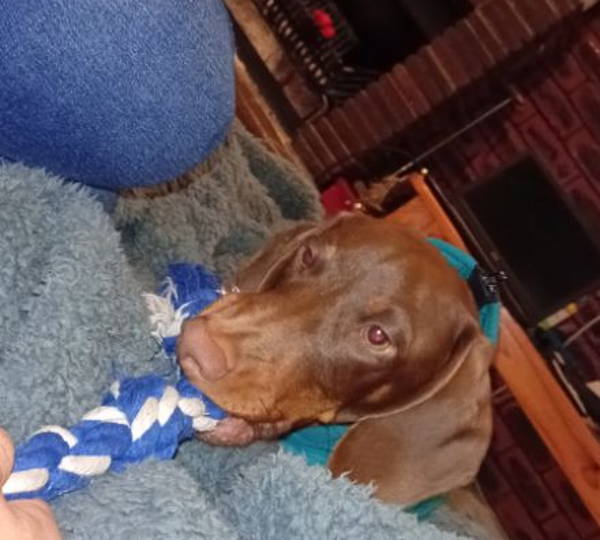 Rollo