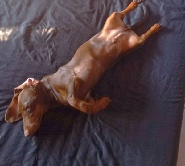 Rollo