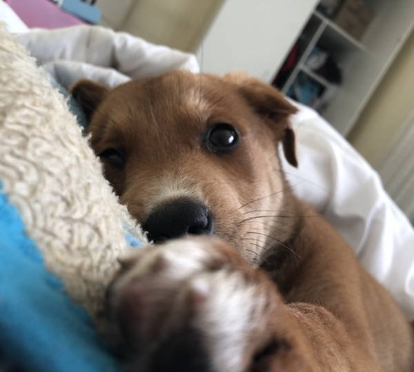 Lily