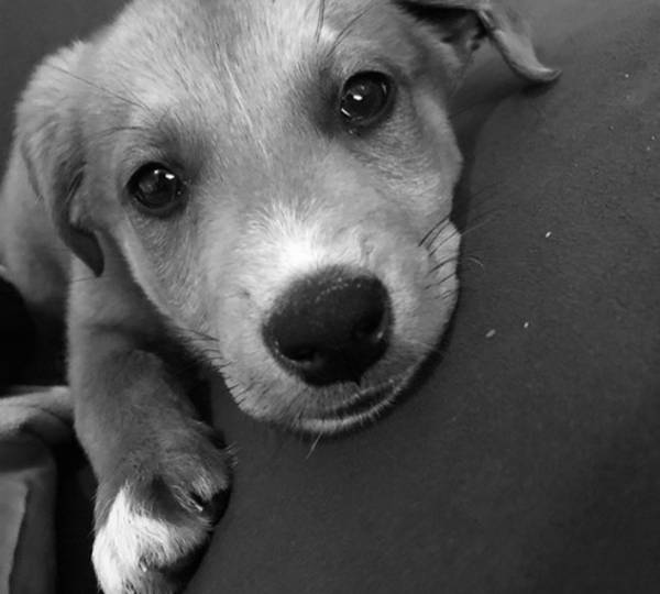 Lily