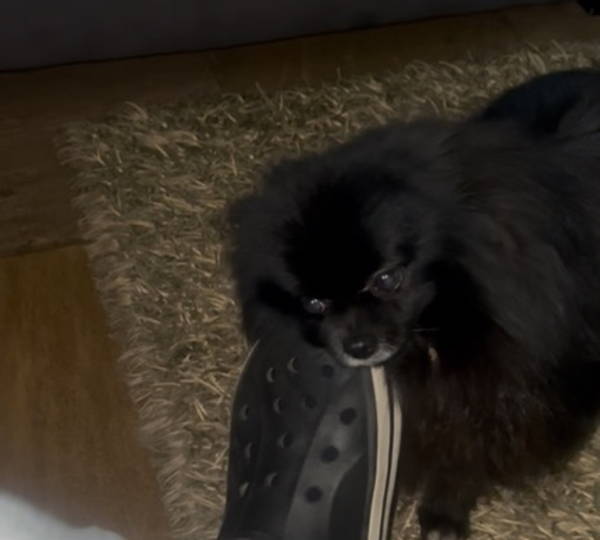 Oreo, Coco & Dwayne