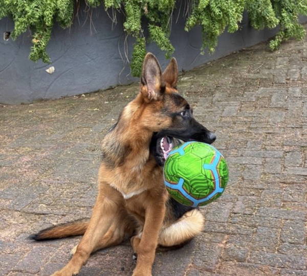 Loki