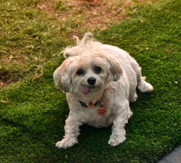 Roxy