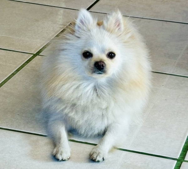 Bella