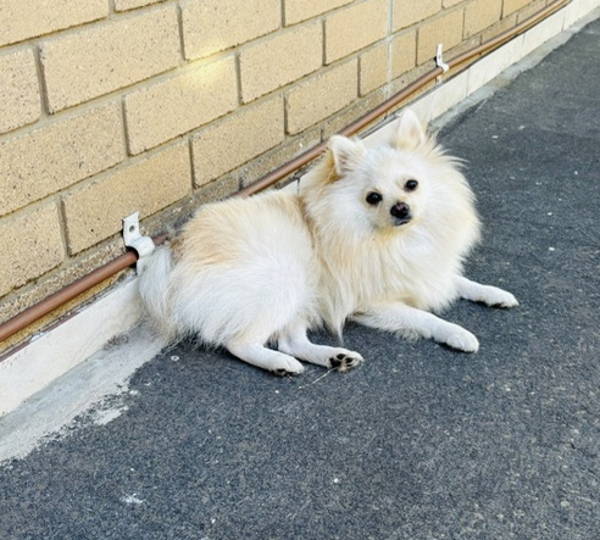Bella