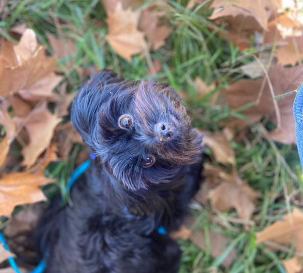 Oreo