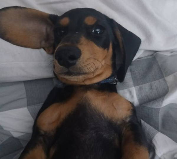 Bailey