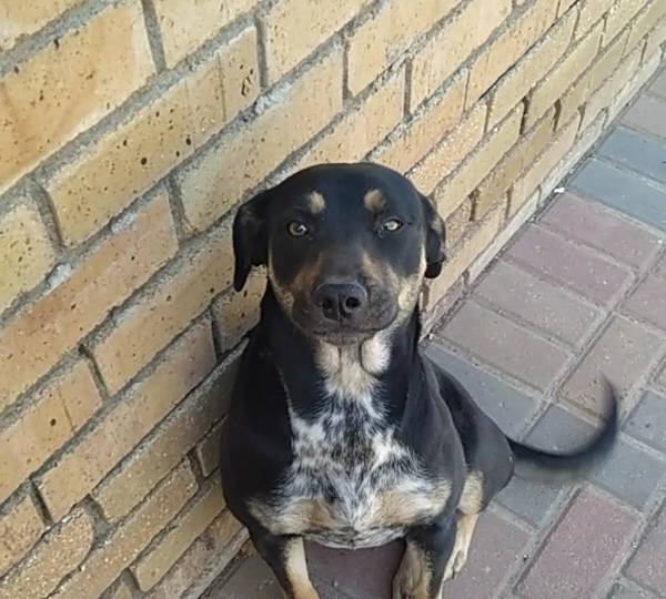 Sophia
