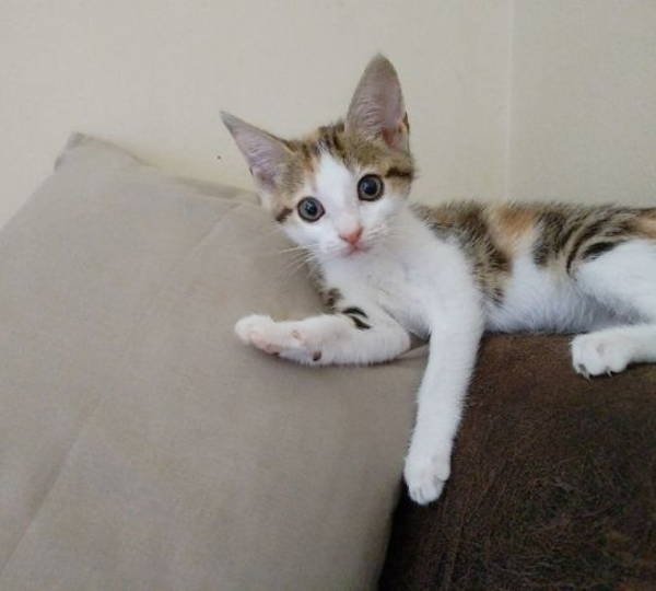 Rinni