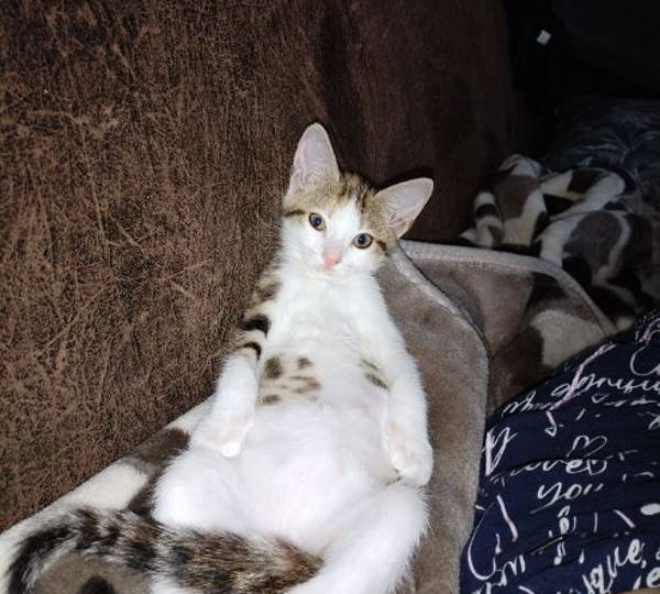 Rinni