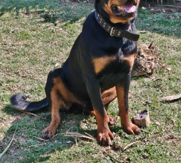 Zeref