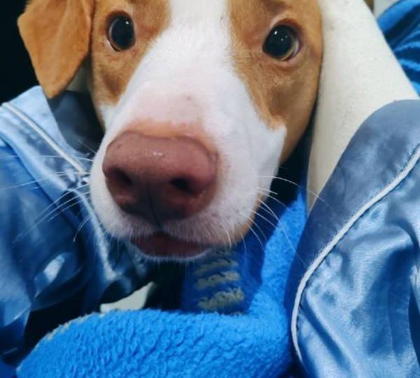 Duke