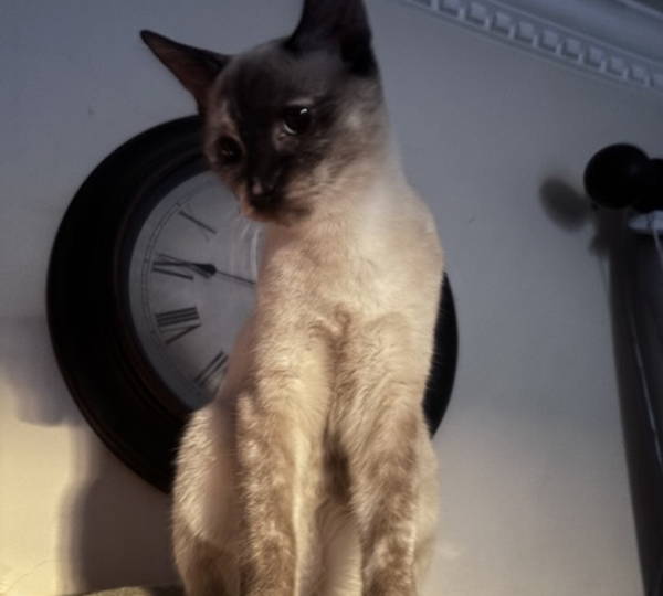 Freya