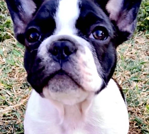 Stella