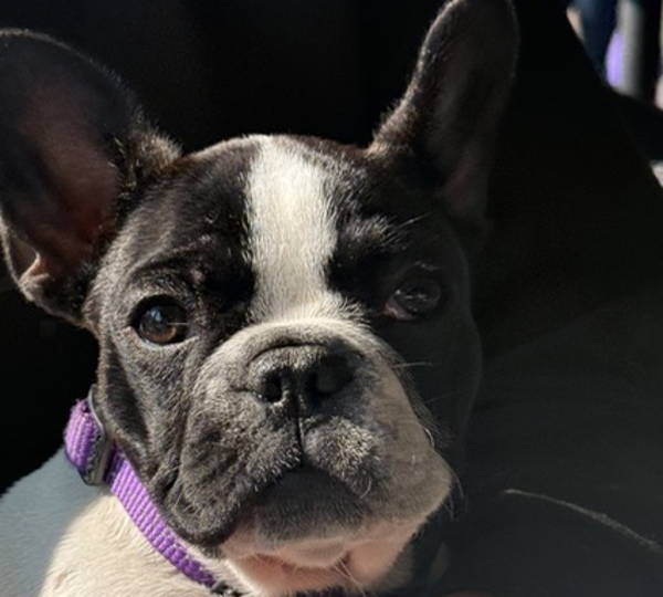 Stella