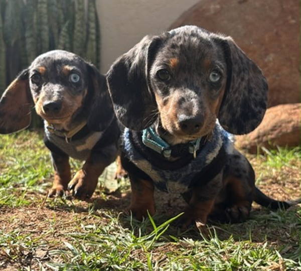 Bentley & Baily