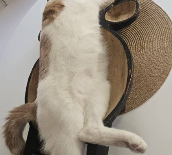 Elroy