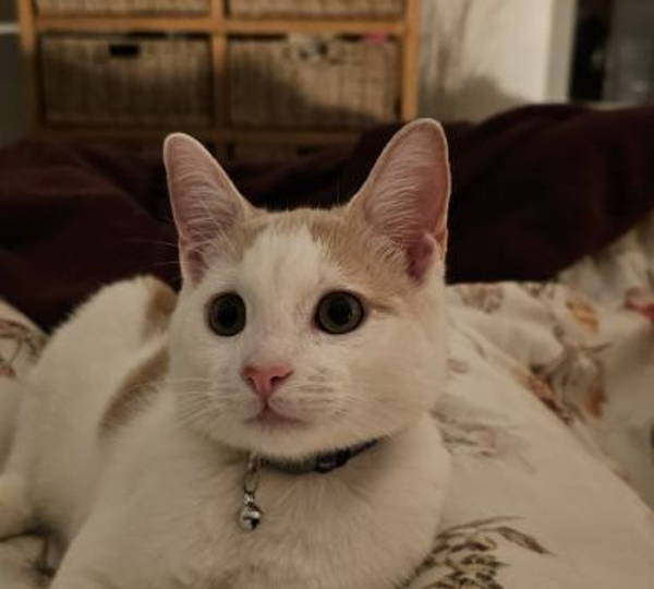 Elroy